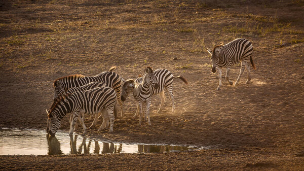Small group of Plains zebras drinking in waterhole at dawn in Kruger National park, South Africa ; Specie Equus quagga burchellii family of Equidae