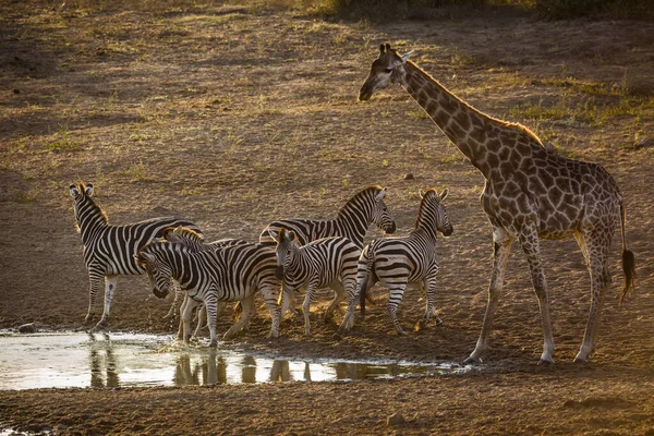 Grupa Równiny Zebry Żyrafy Pijących Wodopoju Świcie Parku Narodowym Kruger — Zdjęcie stockowe