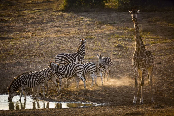 Grupo Zebras Das Planícies Girafa Bebendo Poço Água Amanhecer Parque — Fotografia de Stock