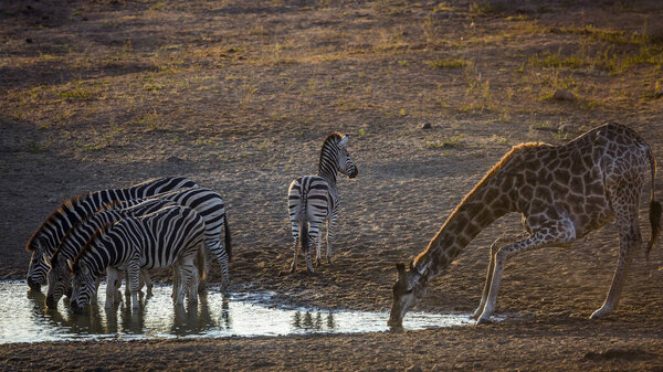 Group of Plains zebras and giraffe drinking in waterhole at dawn in Kruger National park, South Africa ; Specie Equus quagga burchellii family of Equidae