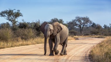 Güney Afrika 'daki Kruger Ulusal Parkı' ndaki safari yolunda yürüyen Afrika fili yavrusu Specie Loxodonta africana fil familyası