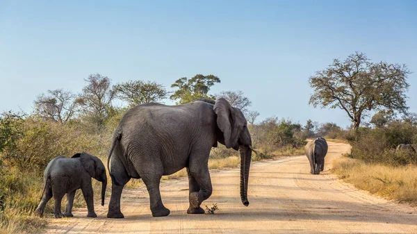 Fêmea Elefante Arbusto Africano Com Bebê Cruzando Safári Estrada Parque — Fotografia de Stock