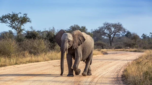 Jeune Éléphant Afrique Marchant Sur Route Safari Dans Parc National — Photo