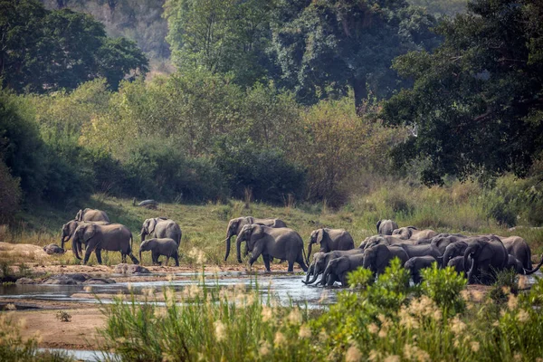 African Bush Elephant Herd Crossing River Kruger National Park South — Stock Photo, Image