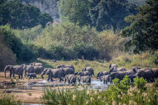 African Bush Elephant Herd Crossing River Kruger National Park South — Stock Photo, Image