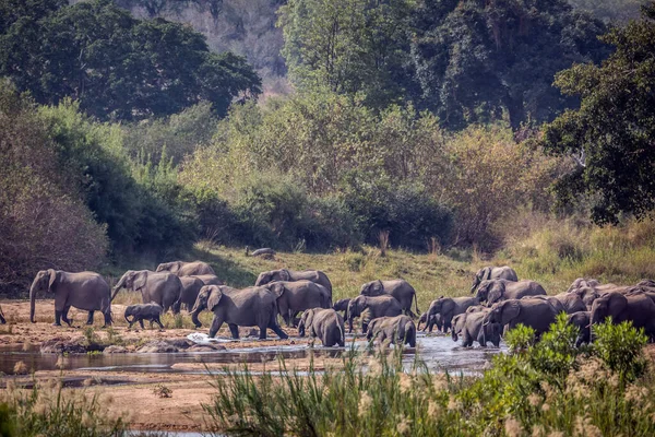 African Bush Elephant Herd Crossing River Kruger National Park South — Stock Photo, Image