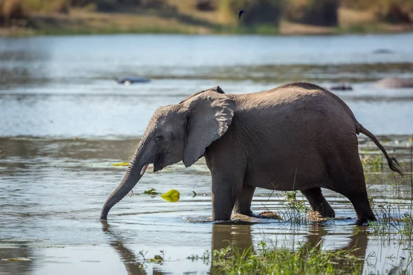 Joven Elefante Arbusto Africano Agua Potable Río Parque Nacional Kruger — Foto de Stock