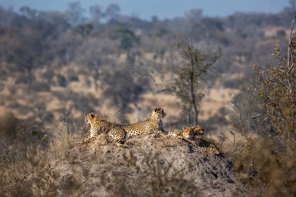 Famille Quatre Guépards Reposant Dans Termite Dans Parc National Kruger — Photo