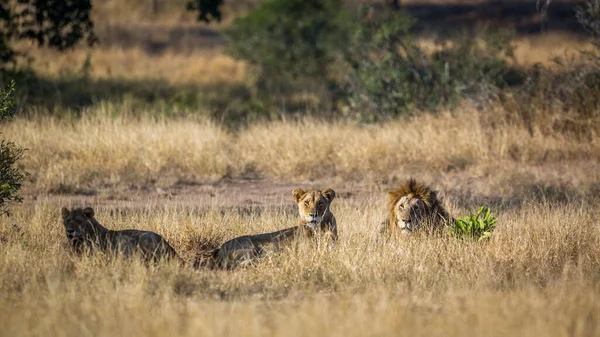 Tre Leoni Africani Sdraiati Nella Savana Nel Parco Nazionale Kruger — Foto Stock