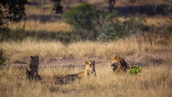 Trzy Afrykańskie Lwy Leżące Sawannie Parku Narodowym Kruger Republika Południowej — Zdjęcie stockowe