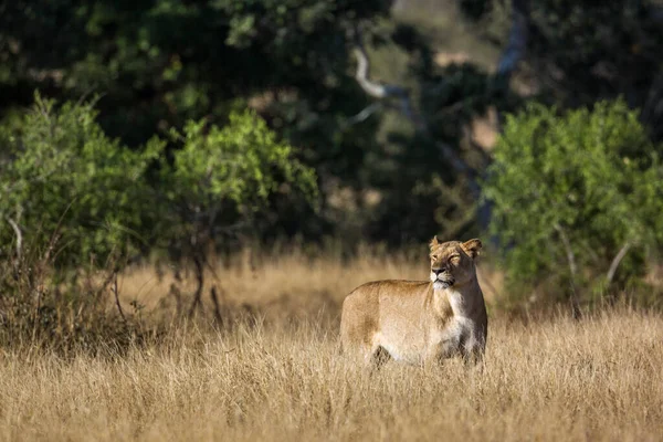 African lioness on hunting mode in savannah in Kruger National park, South Africa ; Specie Panthera leo family of Felidae