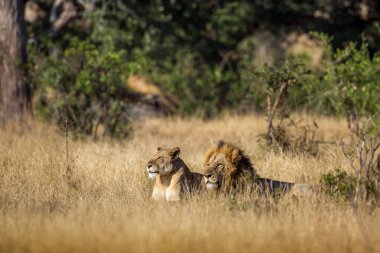 Afrika aslanı çifti Güney Afrika 'daki Kruger Ulusal Parkı' nda, Felidae 'deki Specie Panthera Leo ailesinde yatıyordu.