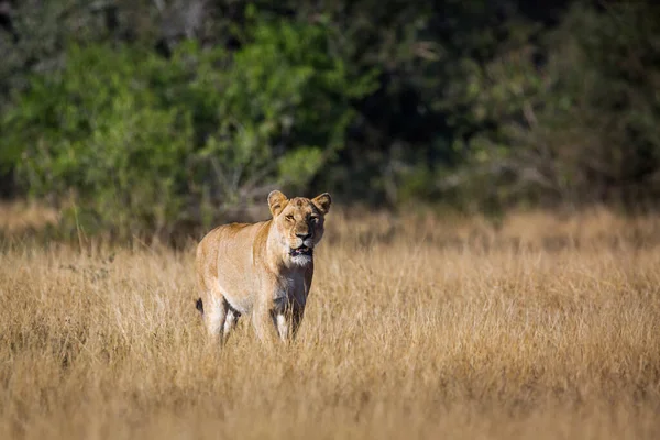 Leona Africana Modo Caza Sabana Parque Nacional Kruger Sudáfrica Especie — Foto de Stock