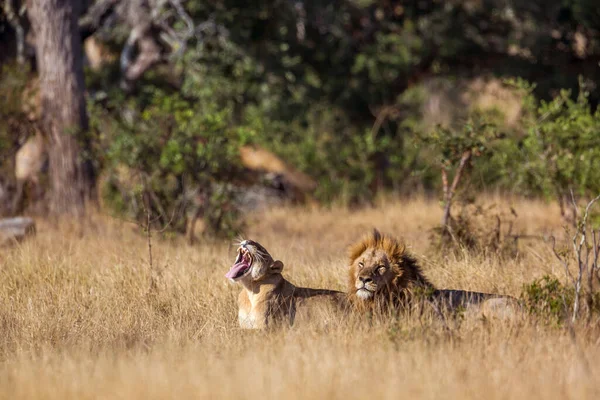 Afrika Aslanı Çifti Güney Afrika Daki Kruger Ulusal Parkı Nda — Stok fotoğraf
