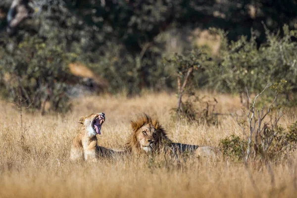 African Lion Couple Lying Savannah Kruger National Park South Africa — Stock Photo, Image