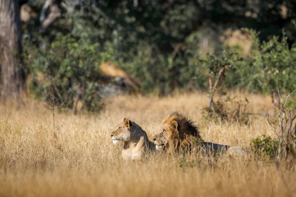 African lion couple lying down in savannah in Kruger National park, South Africa ; Specie Panthera leo family of Felidae