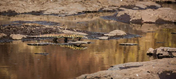 Nilmonitor Promenader Vatten Med Reflektion Kruger National Park Sydafrika Specie — Stockfoto