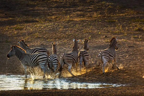 Grupo Cebras Las Llanuras Huyendo Pozo Agua Amanecer Parque Nacional —  Fotos de Stock