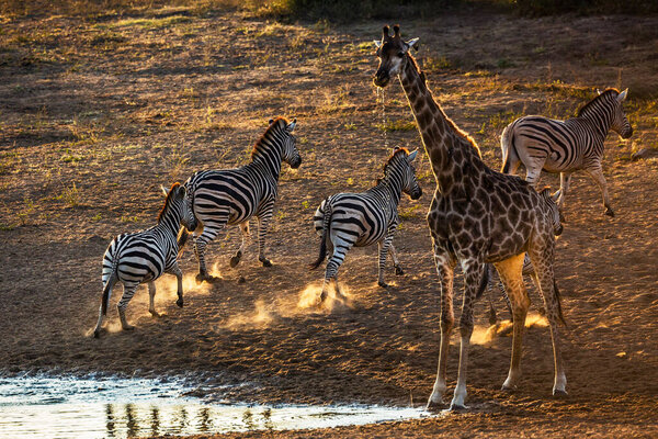 Group o f Plains zebras and giraffe drinking in waterhole at dawn in Kruger National park, South Africa ; Specie Equus quagga burchellii family of Equidae
