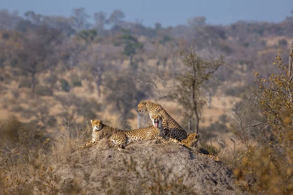 Famille Quatre Guépards Reposant Dans Termite Dans Parc National Kruger — Photo