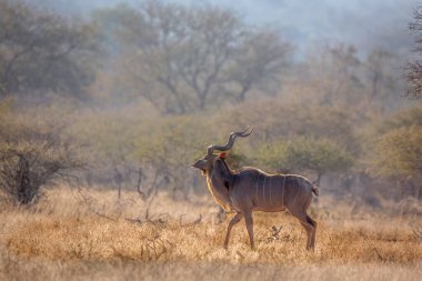 Güney Afrika 'daki Kruger Ulusal Parkı' ndaki Savannah manzarasında daha büyük bir erkek, Bovidae ailesinden Specie Tragelaphus Strepsiceros.
