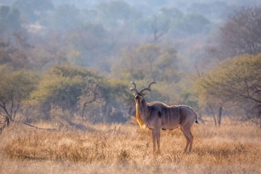 Güney Afrika 'daki Kruger Ulusal Parkı' ndaki Savannah manzarasında daha büyük bir erkek, Bovidae ailesinden Specie Tragelaphus Strepsiceros.