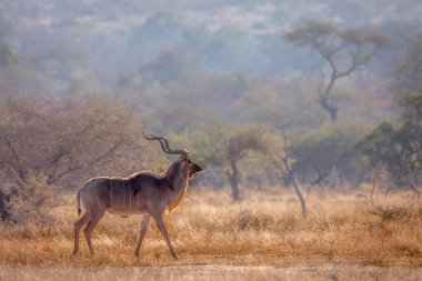Güney Afrika 'daki Kruger Ulusal Parkı' ndaki Savannah manzarasında daha büyük bir erkek, Bovidae ailesinden Specie Tragelaphus Strepsiceros.