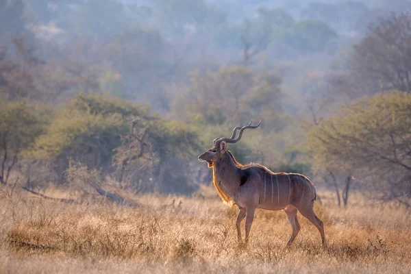 Greater Kudu Male Savannah Scenery Kruger National Park Sudáfrica Specie —  Fotos de Stock