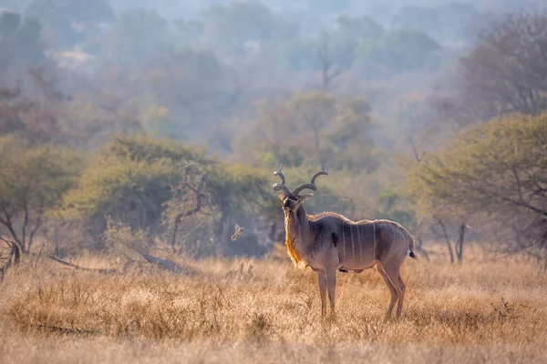 Güney Afrika 'daki Kruger Ulusal Parkı' ndaki Savannah manzarasında daha büyük bir erkek, Bovidae ailesinden Specie Tragelaphus Strepsiceros.