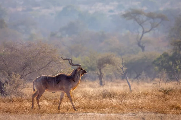 Greater Kudu Male Savannah Scenery Kruger National Park Sudáfrica Specie — Foto de Stock