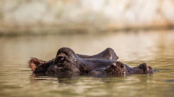 Hippopotamus Testa Livello Della Superficie Dell Acqua Nel Parco Nazionale — Foto Stock