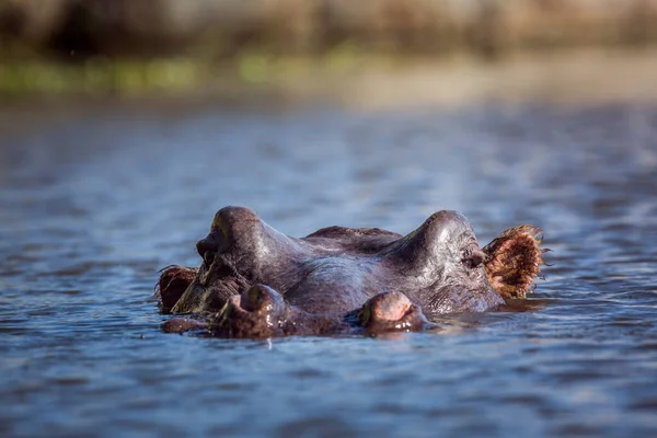 Hippopotamus Testa Livello Della Superficie Dell Acqua Nel Parco Nazionale — Foto Stock