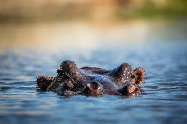 Hippopotame Tête Dans Niveau Surface Eau Dans Parc National Kruger — Photo
