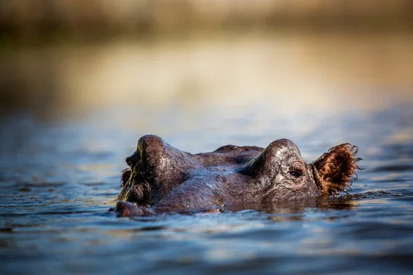 Hipópopotamus Cabeza Nivel Superficie Del Agua Parque Nacional Kruger Sudáfrica —  Fotos de Stock