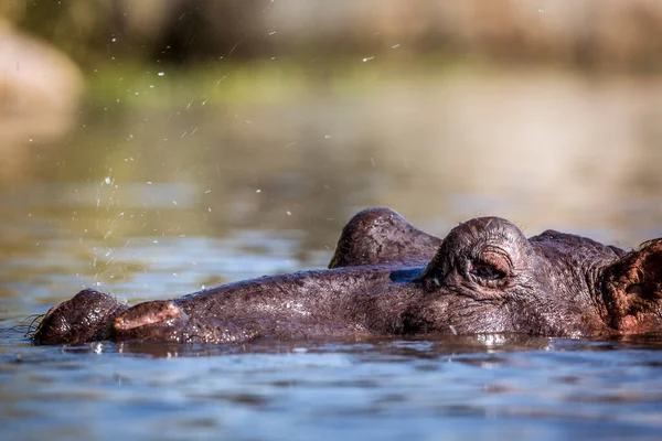 Hippopotamus Huvud Vattenytan Kruger Nationalpark Sydafrika Art Hippopotamus Amfibiefamilj Flodhäst — Stockfoto