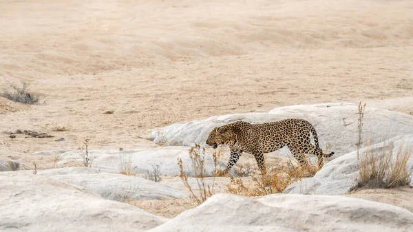 Leopárd Séta Homokos Folyóparton Kruger Nemzeti Parkban Dél Afrikában Specie — Stock Fotó