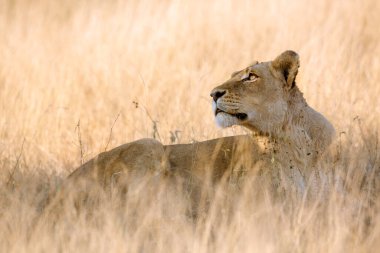 Güney Afrika 'daki Kruger Ulusal Parkı' nda gökyüzüne bakan Afrikalı dişi aslan Felidae 'li Specie Panthera Leo ailesi