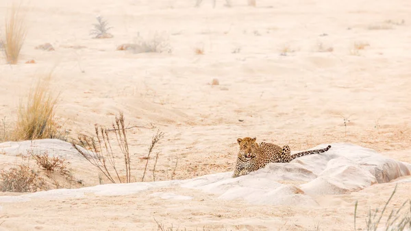南非克鲁格国家公园河岸上的一块岩石上躺着豹 Felidae的Panthera Pardus特有种 — 图库照片