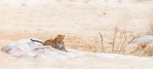 Leopárd Feküdt Egy Sziklán Folyó Partján Kruger Nemzeti Park Dél — Stock Fotó