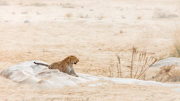 Leopardo Deitado Uma Rocha Margem Rio Parque Nacional Kruger África — Fotografia de Stock