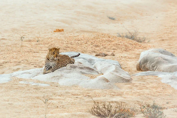 Leopardo Deitado Uma Rocha Margem Rio Parque Nacional Kruger África — Fotografia de Stock