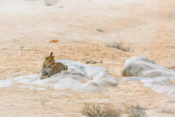 Leopardo Deitado Uma Rocha Margem Rio Parque Nacional Kruger África — Fotografia de Stock