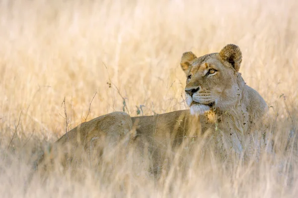アフリカの雌ライオンは 南アフリカのクルーガー国立公園のサバンナに横たわっています — ストック写真
