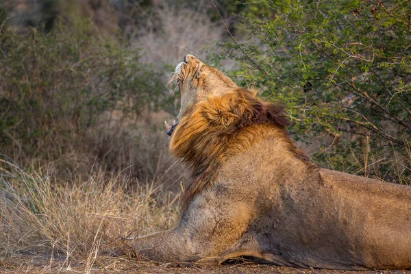 León Africano Bostezando Parque Nacional Kruger Sudáfrica Especie Panthera Leo —  Fotos de Stock