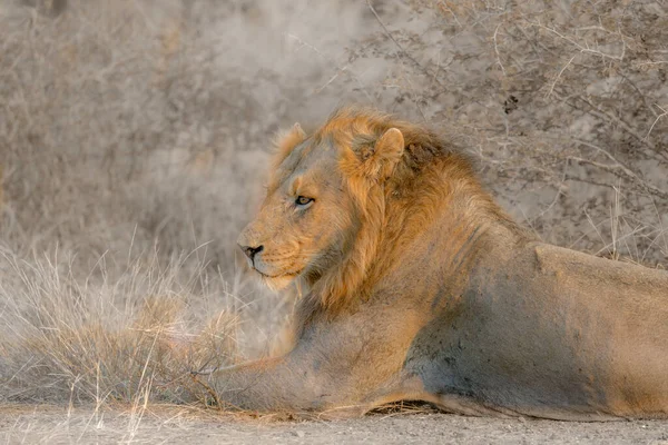 Retrato Masculino León Africano Acostado Parque Nacional Kruger Sudáfrica Especie —  Fotos de Stock