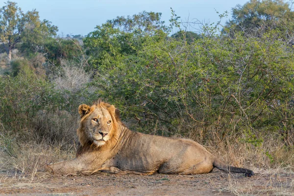 Αφρικανικό Αρσενικό Λιοντάρι Ξαπλωμένο Στη Σαβάνα Στο Εθνικό Πάρκο Kruger — Φωτογραφία Αρχείου