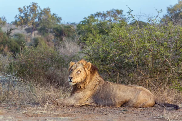 Αφρικανικό Αρσενικό Λιοντάρι Ξαπλωμένο Στη Σαβάνα Στο Εθνικό Πάρκο Kruger — Φωτογραφία Αρχείου
