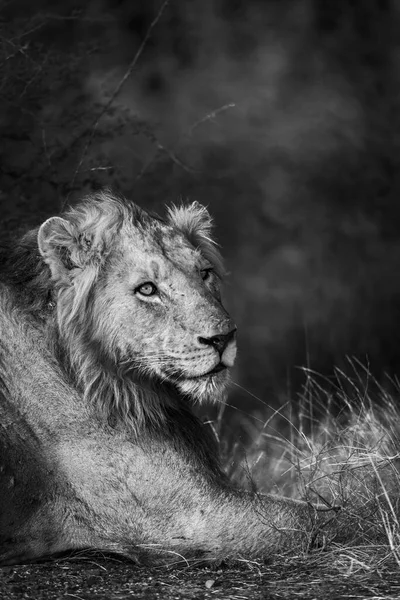 Leone Africano Ritratto Maschile Sdraiato Dow Nel Parco Nazionale Kruger — Foto Stock