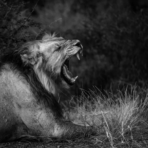 Retrato Masculino León Africano Bostezando Parque Nacional Kruger Sudáfrica Especie — Foto de Stock