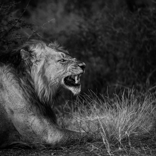 Leone Africano Ritratto Maschile Sbadigliare Nel Parco Nazionale Kruger Sud — Foto Stock